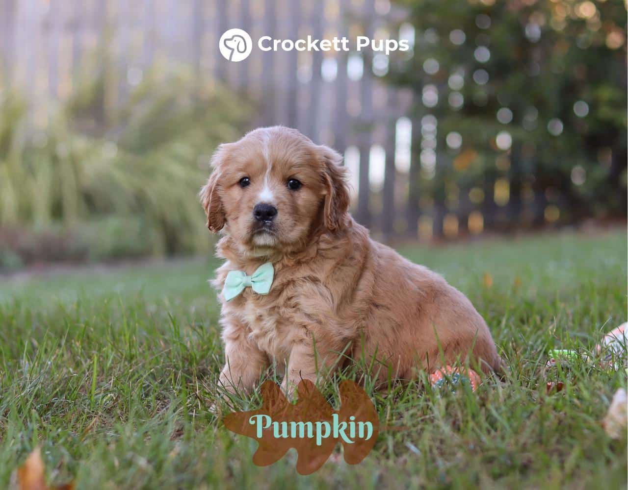 Male Mini Golden Retriever Pup - Pumpkin