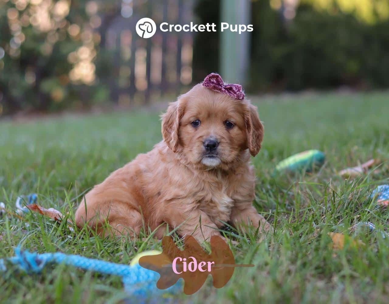 Female Mini Golden Retriever Pup - Cider
