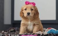 Female Mini Golden Retriever Pup - Daffodil