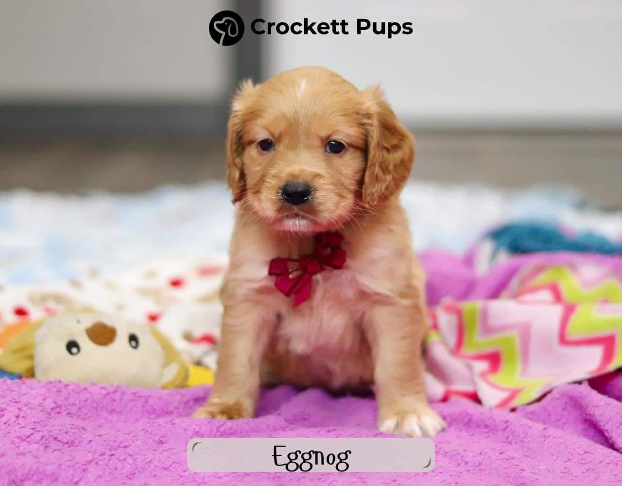 Male Mini Golden Retriever Pup - Eggnog