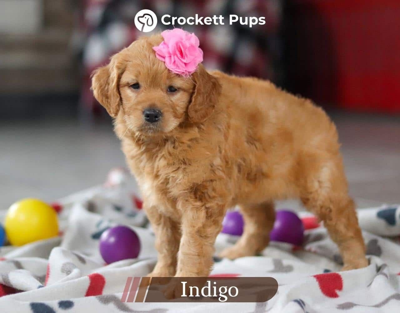Female Mini Golden Retriever Pup - Indigo