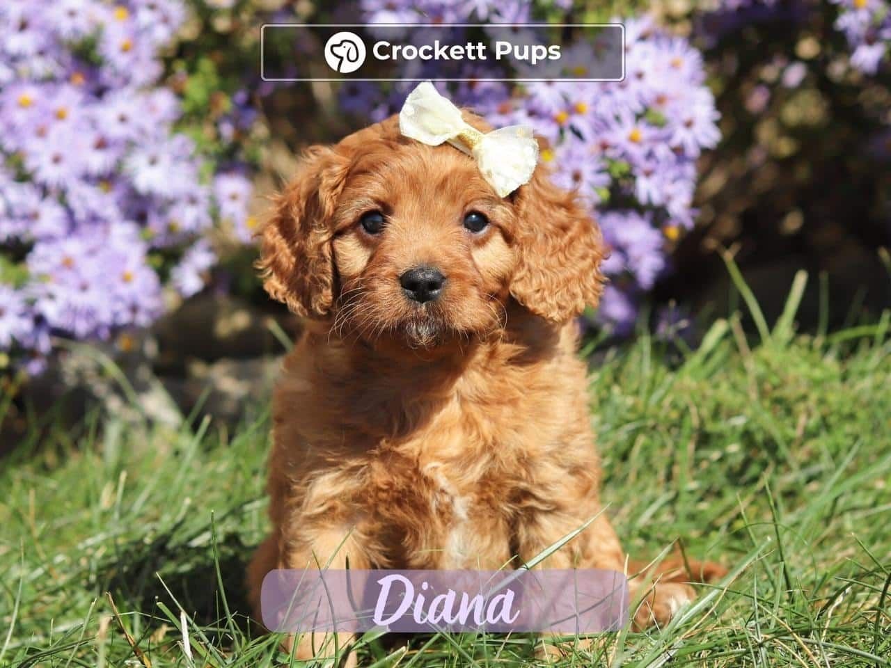 Female Mini Golden Retriever Pup - Diana