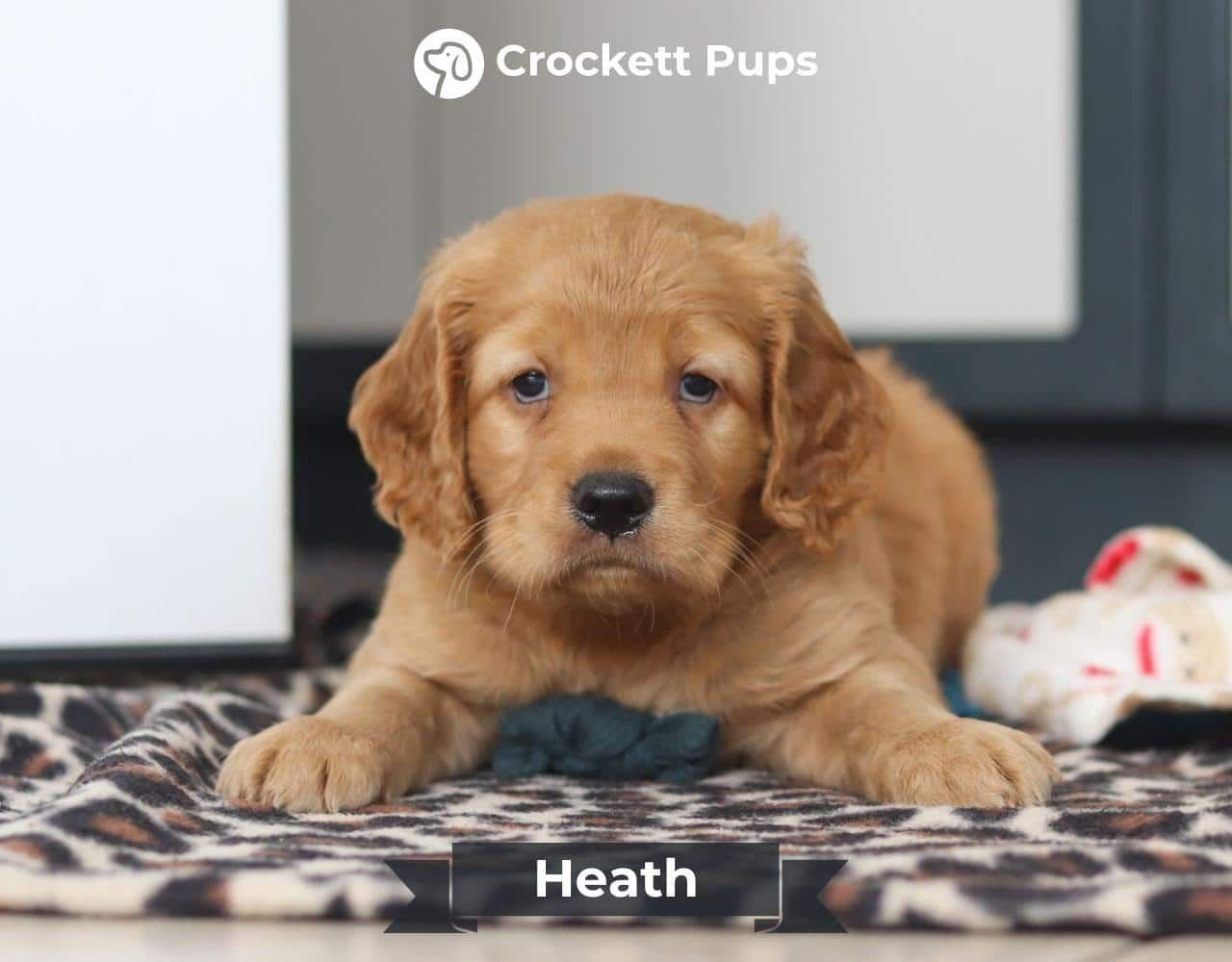 Male Mini Golden Retriever Pup - Heath
