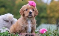 Female Mini Golden Retriever Pup - Amelia
