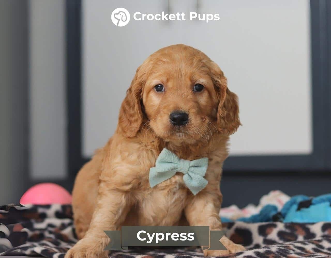 Male Mini Golden Retriever Pup - Cypress