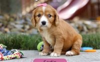 Female Mini Golden Retriever Pup - Sadie