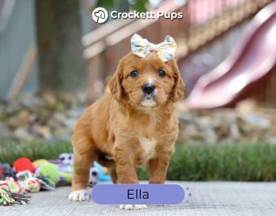 Female Mini Golden Retriever Pup - Ella
