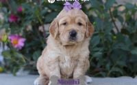 Female Mini Golden Retriever Pup - Mochi