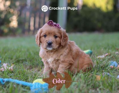 Female Mini Golden Retriever Pup - Cider