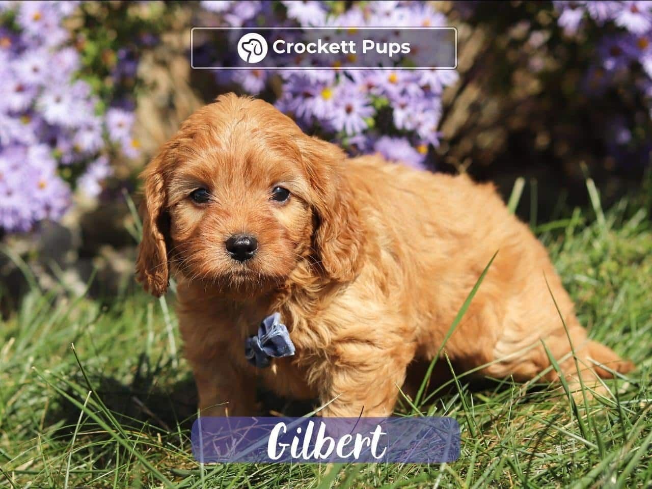 Male Mini Golden Retriever Pup - Gilbert