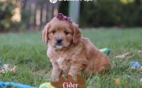 Female Mini Golden Retriever Pup - Cider