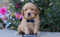 Male Mini Golden Retriever Pup - Waffles