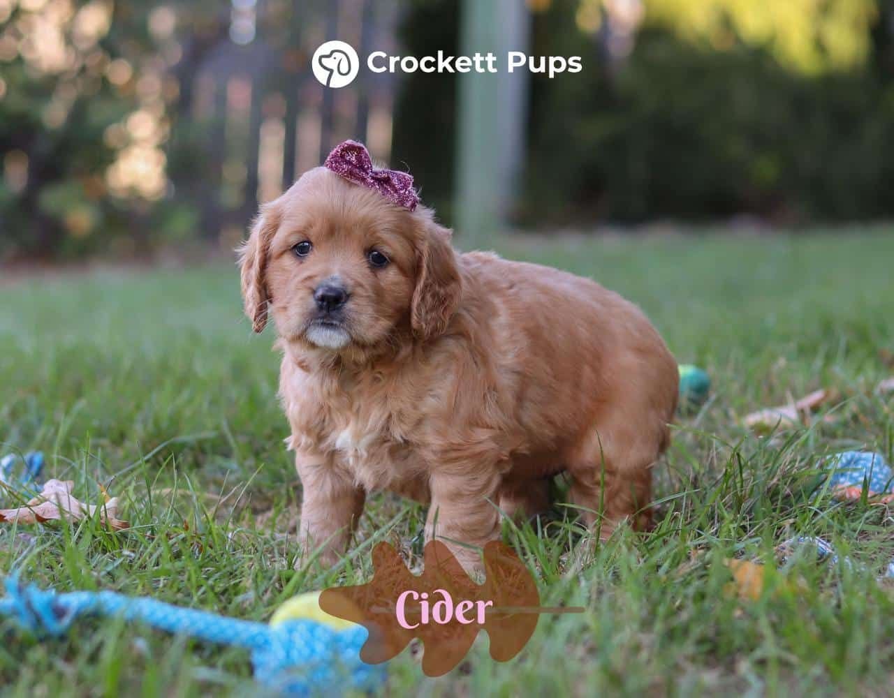 Female Mini Golden Retriever Pup - Cider
