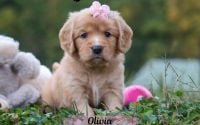 Female Mini Golden Retriever Pup - Olivia