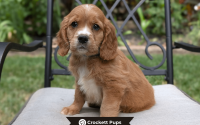 Male Mini Golden Retriever Pup - Bear