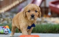Male Mini Golden Retriever Pup - Archie