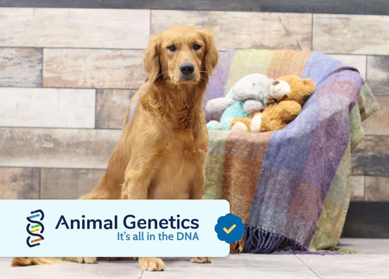Golden Retriver Mom - Hadassah