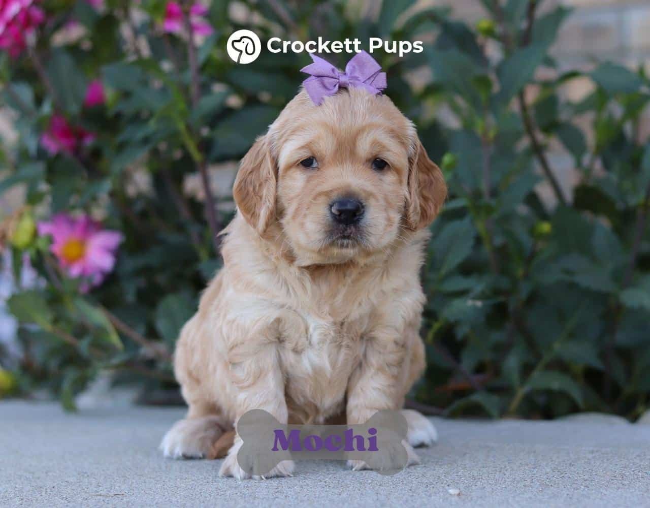 Female Mini Golden Retriever Pup - Mochi