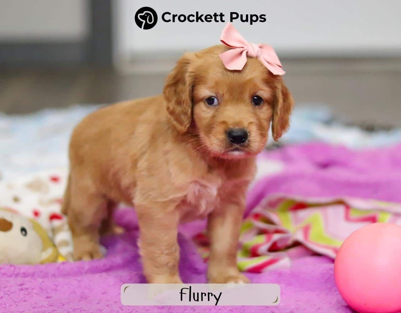 Female Mini Golden Retriever Pup - Flurry