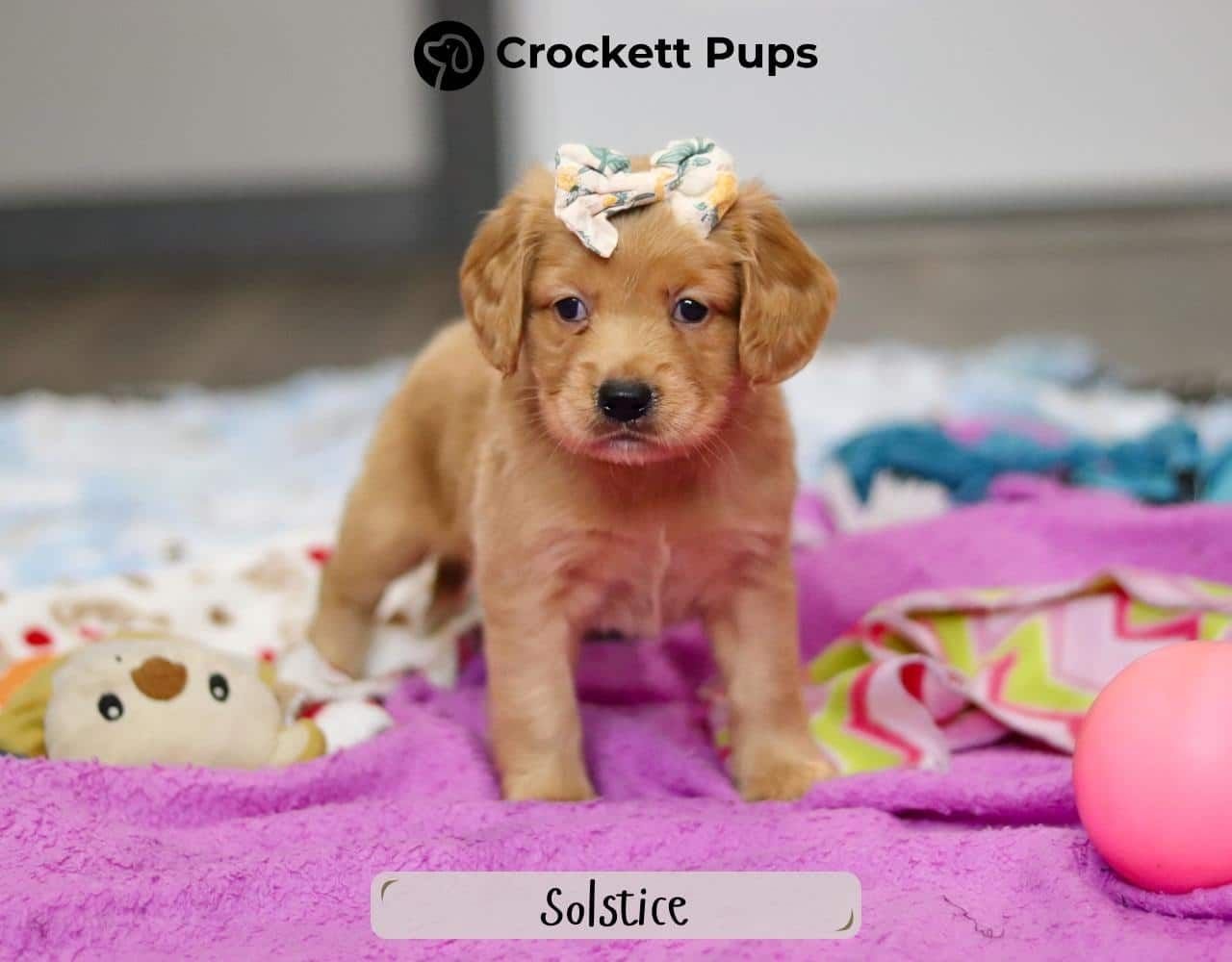 Female Mini Golden Retriever Pup - Solstice