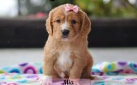 Female Mini Golden Retriever Pup - Mia