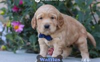 Male Mini Golden Retriever Pup - Waffles
