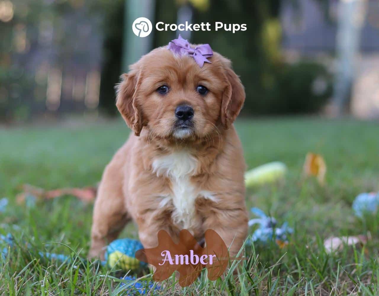 Female Mini Golden Retriever Pup - Daisy
