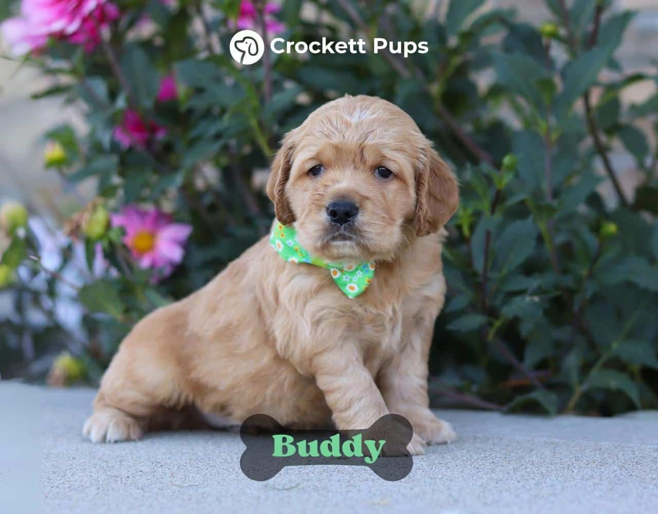 Male Mini Golden Retriever Pup - Buddy