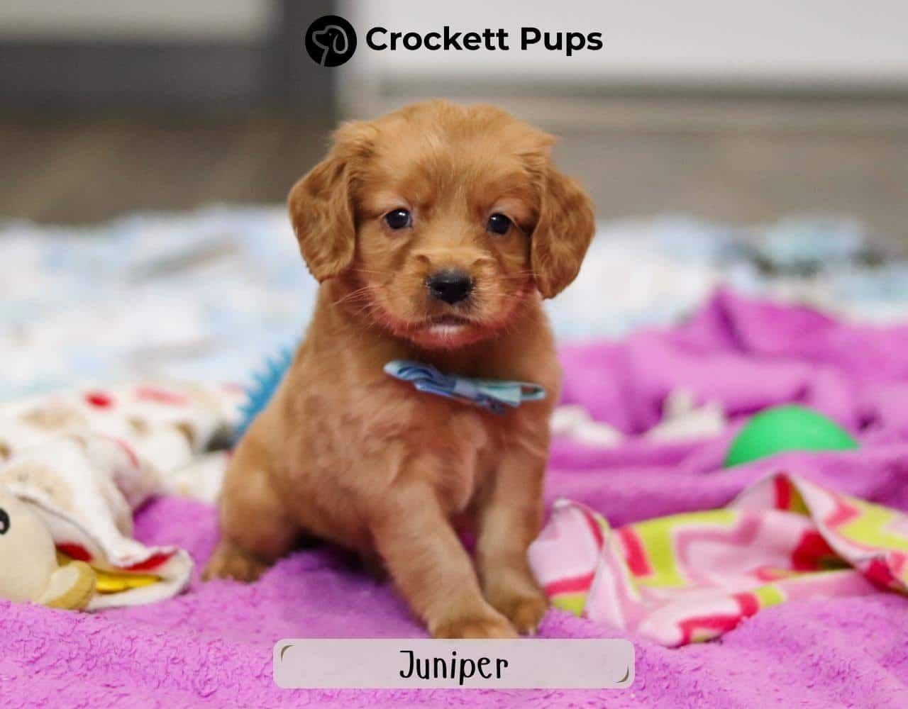 Male Mini Golden Retriever Pup - Juniper