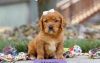 Female Mini Golden Retriever Pup - Maggie