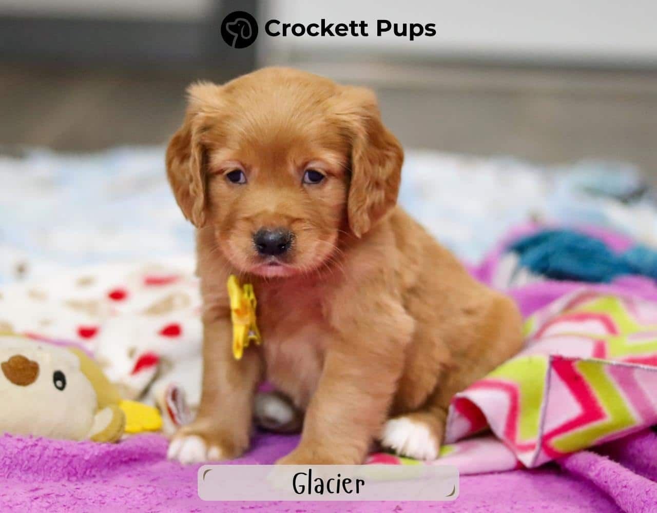 Male Mini Golden Retriever Pup - Glacier