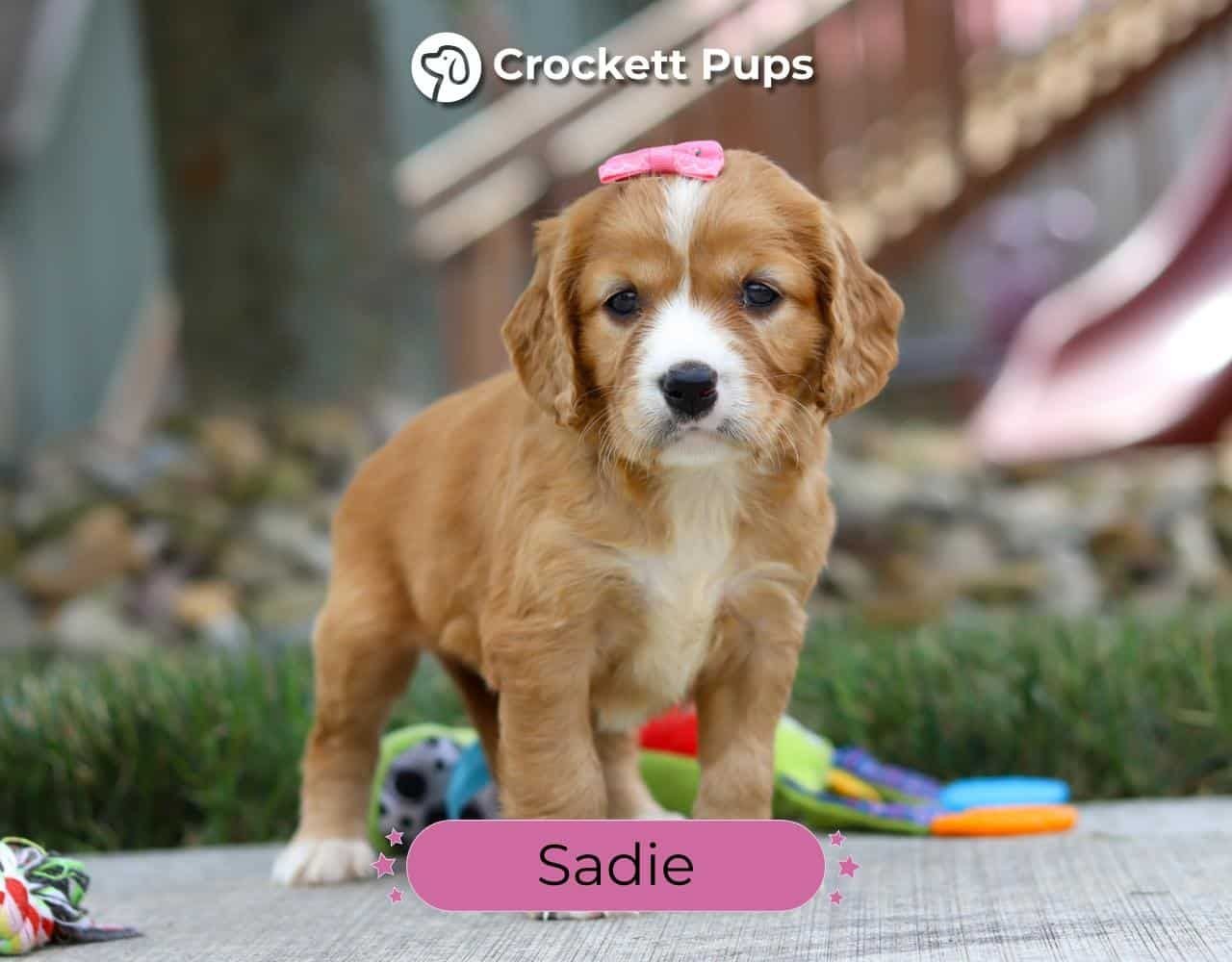 Female Mini Golden Retriever Pup - Sadie
