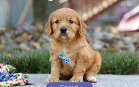 Male Mini Golden Retriever Pup - Scout