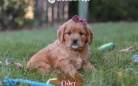 Female Mini Golden Retriever Pup - Cider