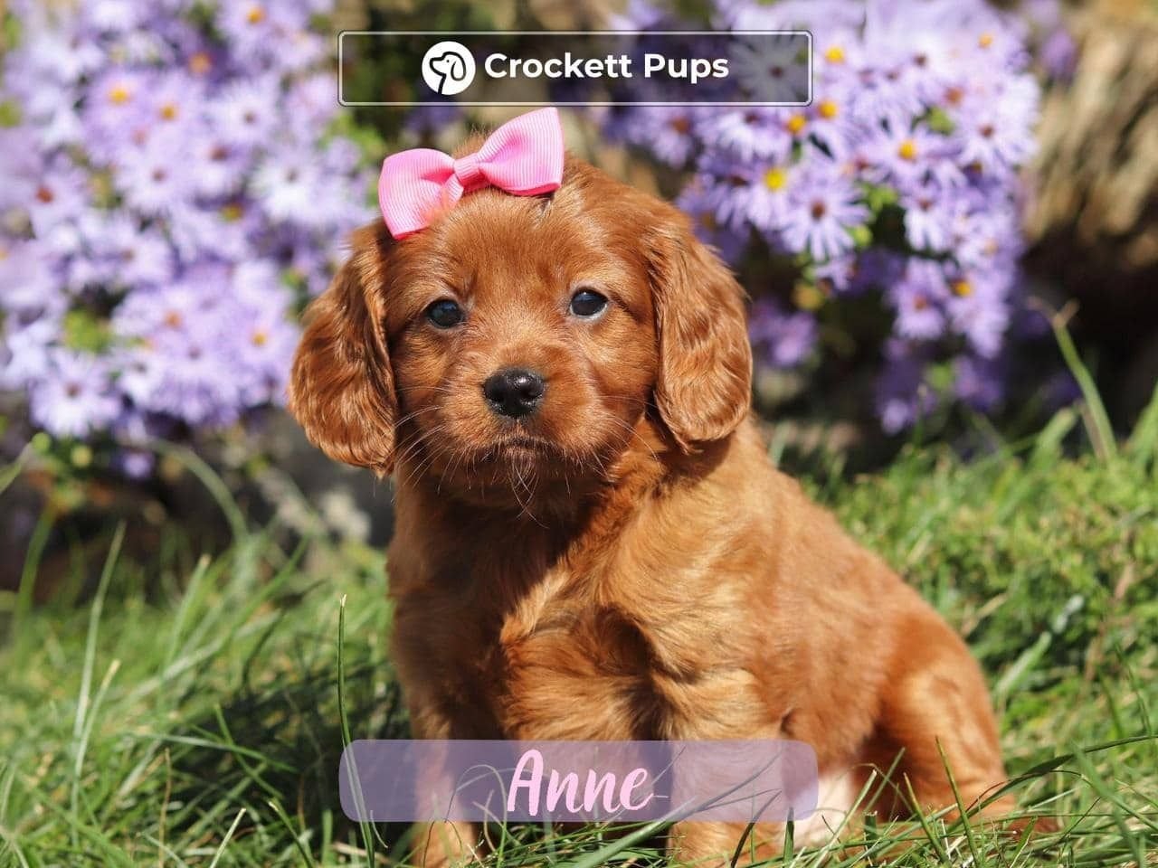 Female Mini Golden Retriever Pup - Anne