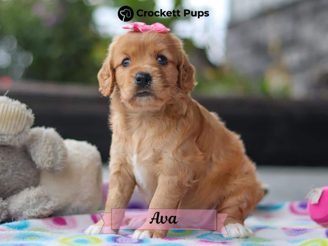 Female Mini Golden Retriever Pup - Ava