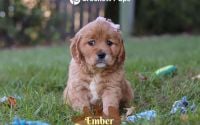 Female Mini Golden Retriever Pup - Ember