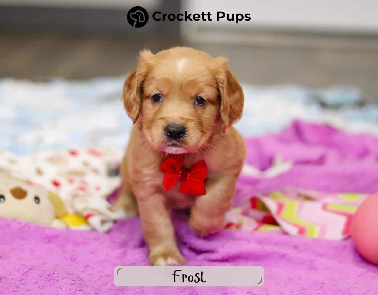 Male Mini Golden Retriever Pup - Frost