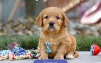 Male Mini Golden Retriever Pup - Scout