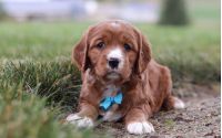 Male Mini Golden Retriever Pup - Buddy