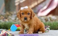 Female Mini Golden Retriever Pup - Maggie