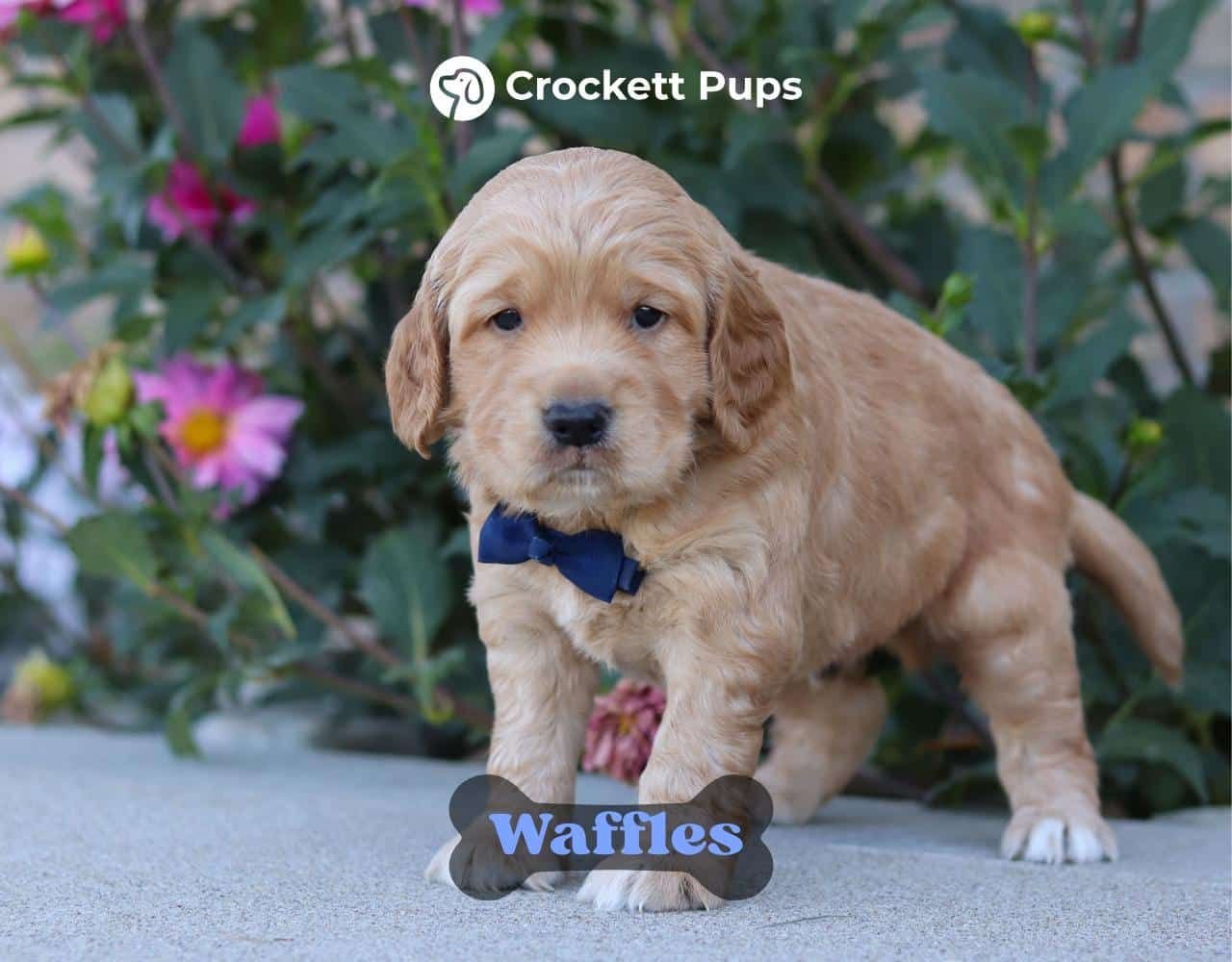 Male Mini Golden Retriever Pup - Waffles