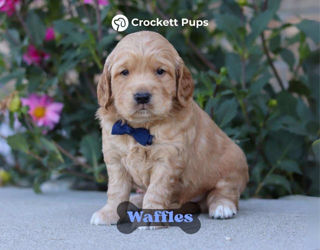 Male Mini Golden Retriever Pup - Waffles