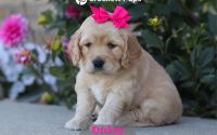Female Mini Golden Retriever Pup - Daisy