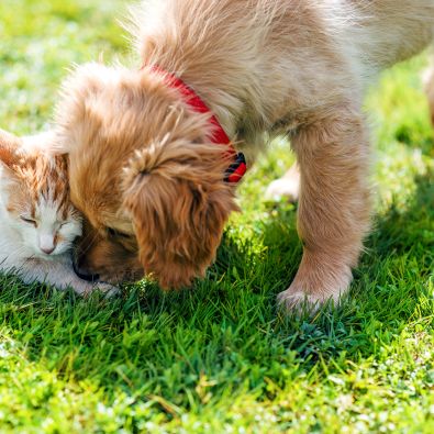 Retriever Puppy playing with cat