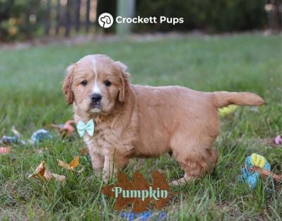Male Mini Golden Retriever Pup - Pumpkin