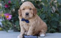 Male Mini Golden Retriever Pup - Waffles