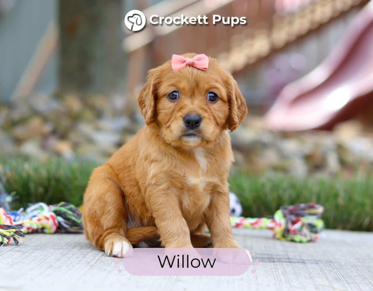Female Mini Golden Retriever Pup - Willow