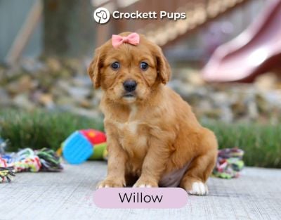 Female Mini Golden Retriever Pup - Willow