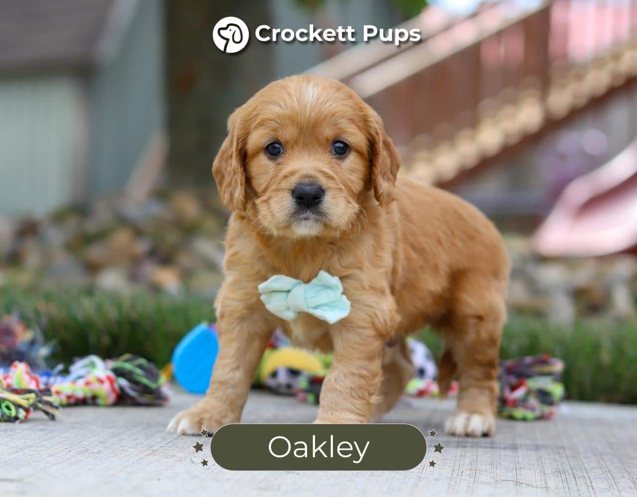 Male Mini Golden Retriever Pup - Oakley